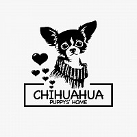 Chihuahua Pisa