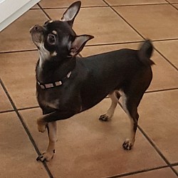 Mia, fattrice pelo corto di chihuahua puppy'shome