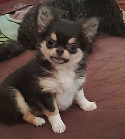 Chihuahua pelo lungo