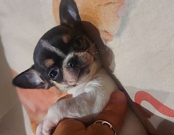 Tricolor chihuahua