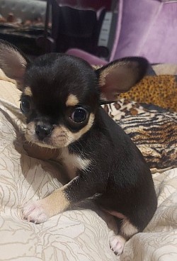 Chihuahua