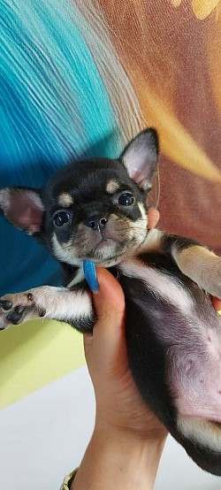 Blu chihuahua