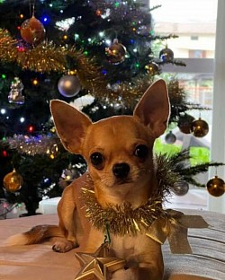 Femmina chihuahua