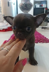 Cioccolato chihuahua