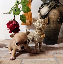 Chihuahua pisa