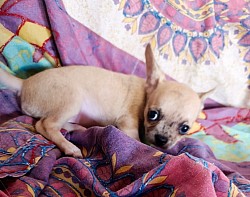 Chihuahua mini toy