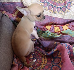 Chihuahua femmina piccola