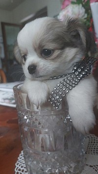 Chihuahua cucciolo cascina pisa