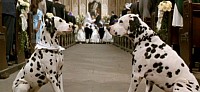 Wedding dog sitter Pisa