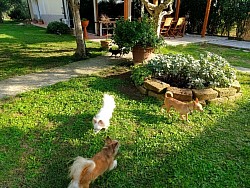 Giardino