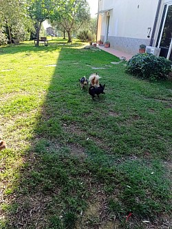 Pensione cani