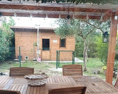 Allevamento cuccioli ciwawa