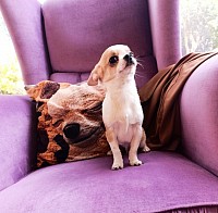 Cucciolo chihuahua pelo corto