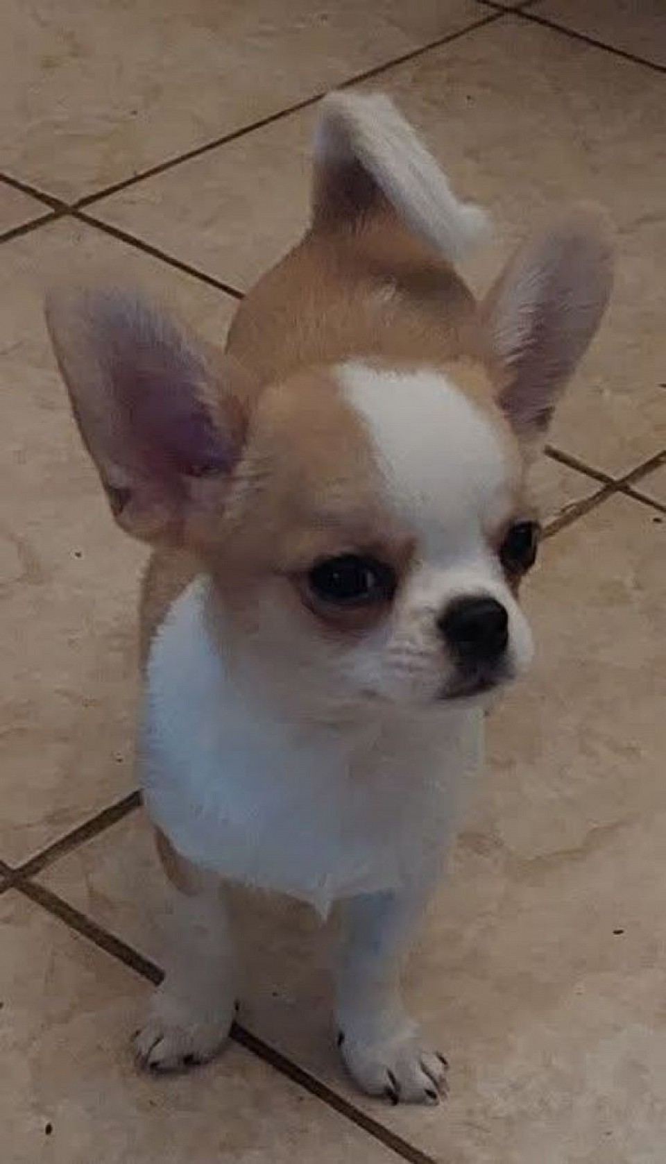 Eccolo pronto per entrare nella vostra famiglia!