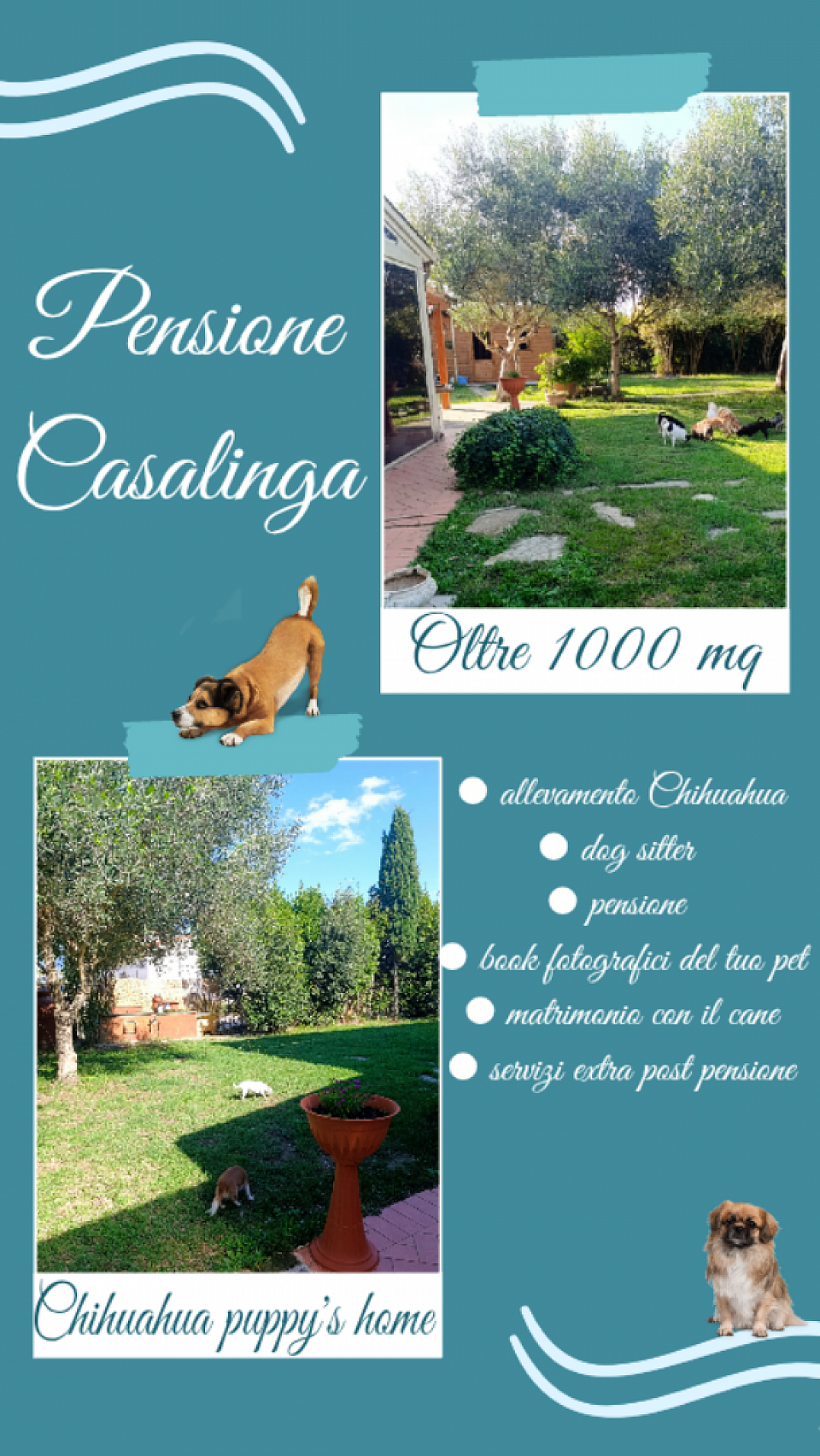 Pensione cani Cascina pisa