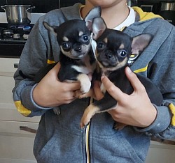 Cuccioli chihuahua