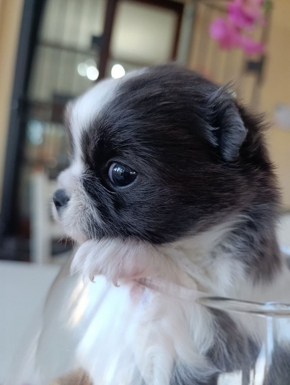 Bellissimo maschietto bianco/blu