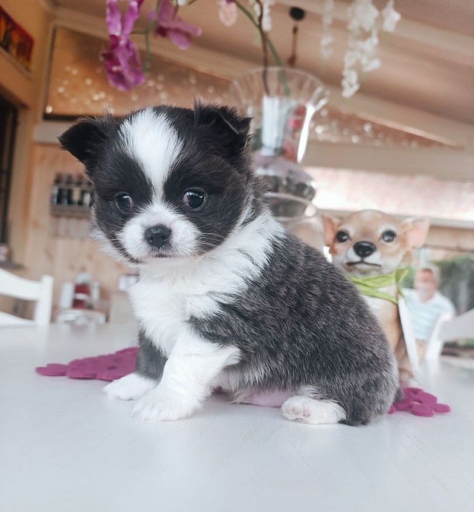 Chihuahua blu pelo lungo cucciolo