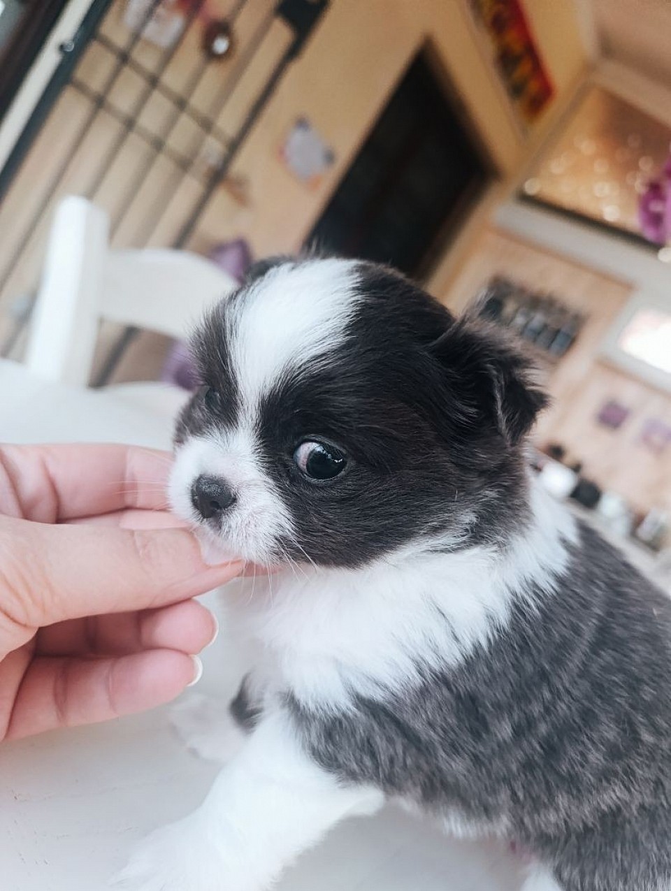 Cucciolo chihuahua pisa