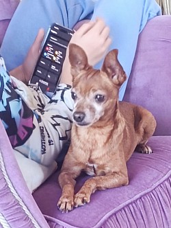 Dylan un pincherino nostro ospite