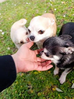 Pedro, Maya e Mia 3 chihui nostre ospiti