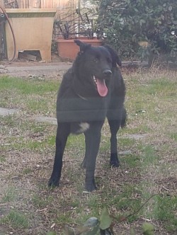 Syrius, ospite abituale