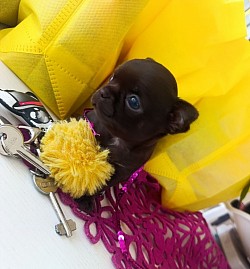 Femmina cioccolato pelo corto