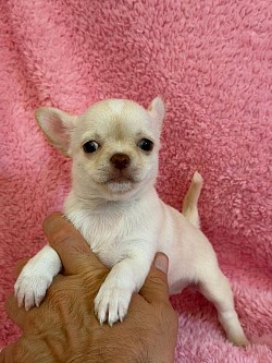 Femmina mini pelo corto